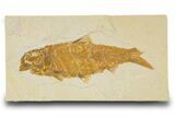 Detailed Fossil Fish (Knightia) - Wyoming #333716-1